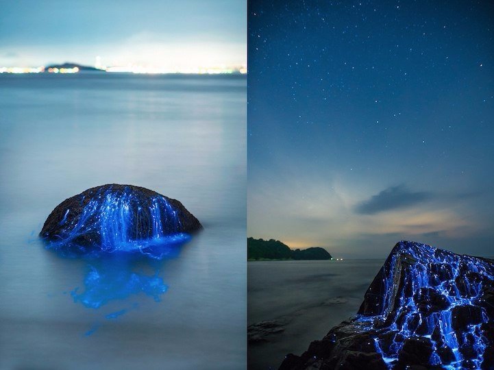 Светящиеся креветки у берегов Японии во время прилива