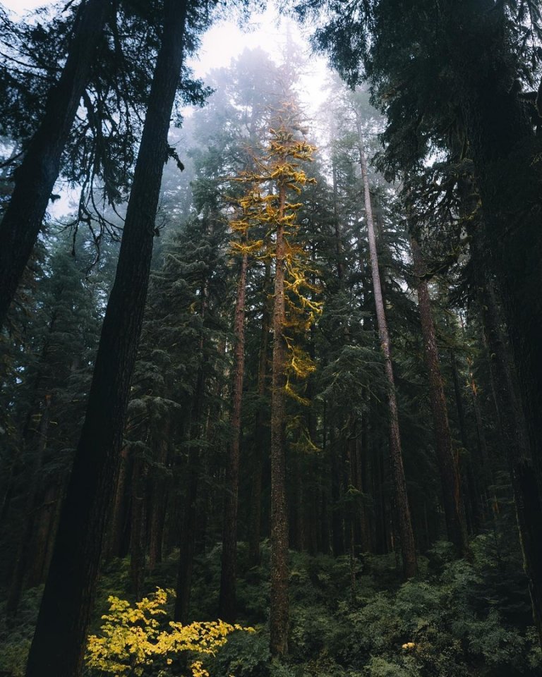 Атмосферный лес на северо-западе США