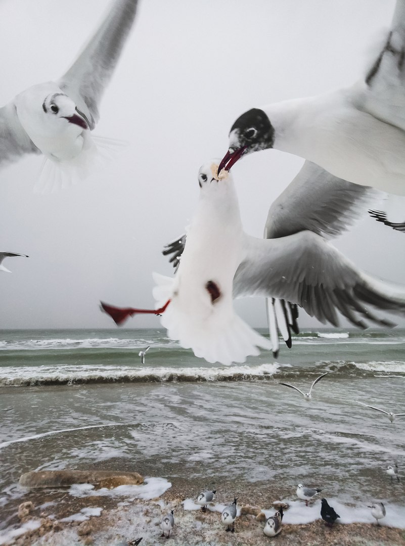 Odish gulls