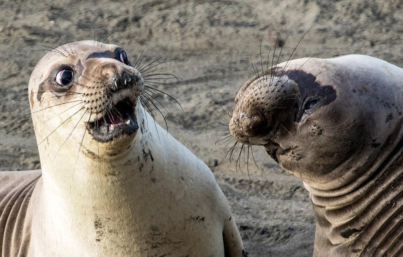 Finalists of the contest for the funniest photo of wildlife