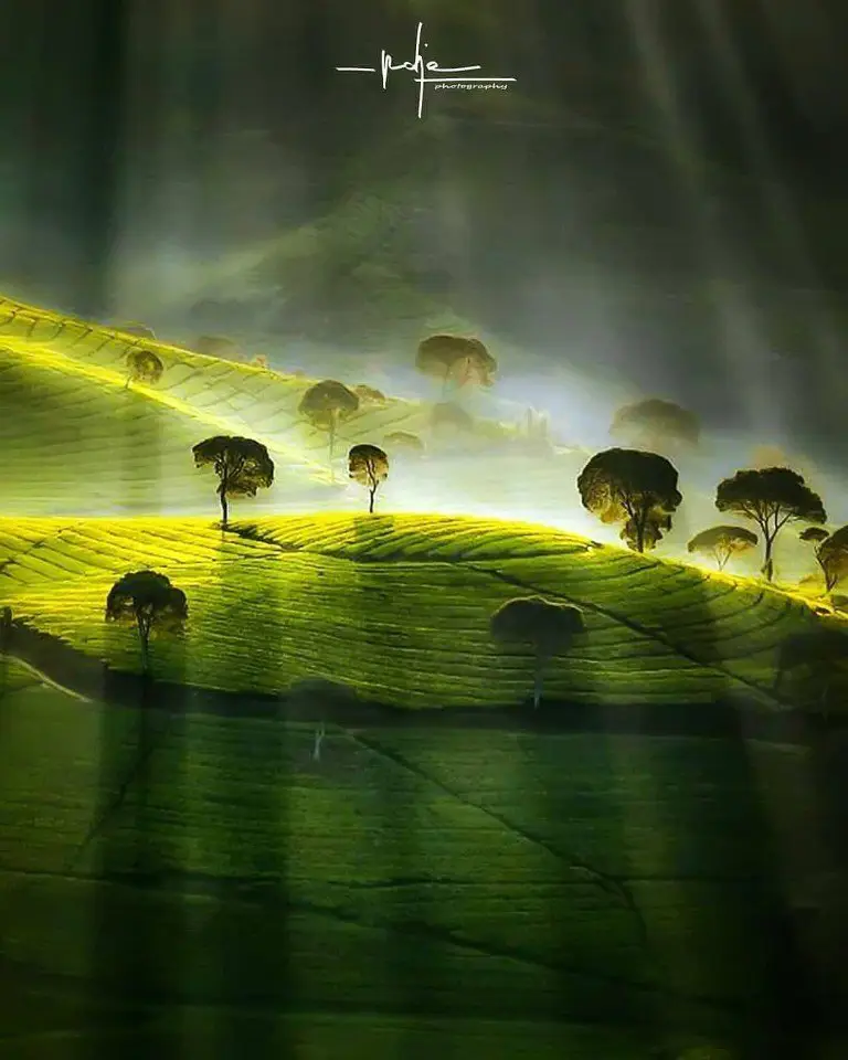 Emerald Indonesia