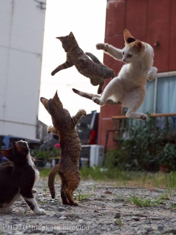 Epic fights of Japanese ninja cats