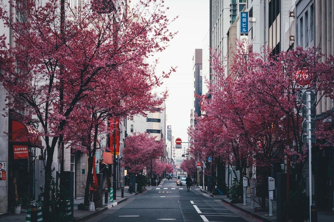 Цветущая сакура на улицах Японии