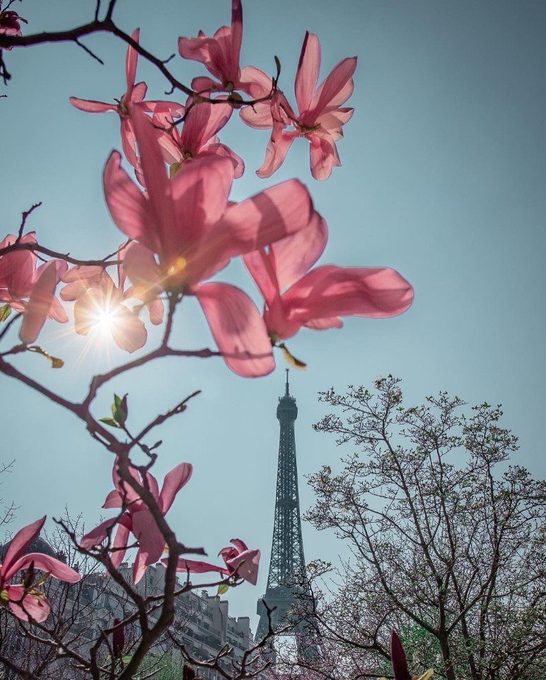 Немного цветущего весеннего Парижа