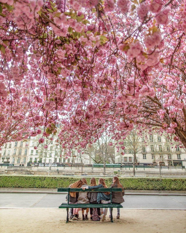Немного цветущего весеннего Парижа