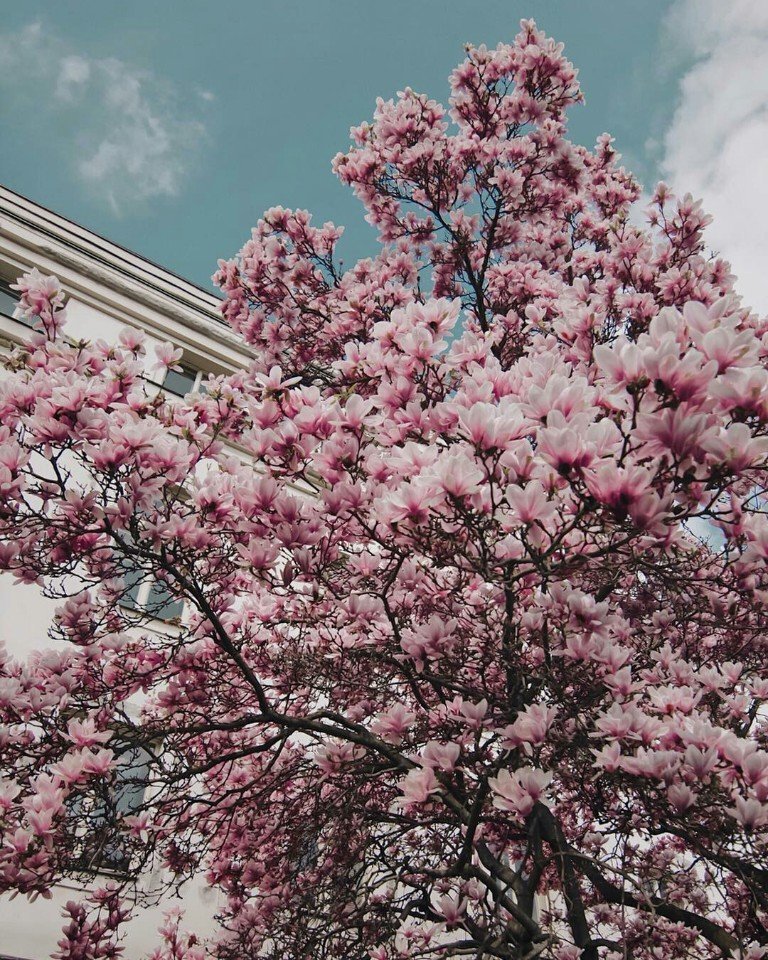 Beautiful spring Prague