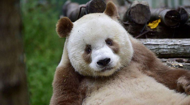 Кизай – единственная в мире бело-коричневая панда