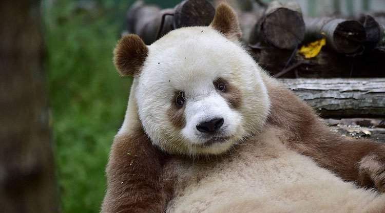 Kizai is the only white and brown panda in the world