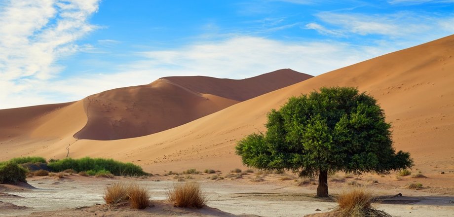 25 fascinating snapshots of the wild nature of Namibia, from which the pulse is accelerated