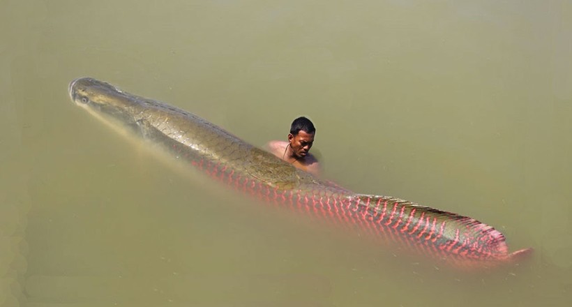 10 of the most terrifying creatures of the Amazon, stumbling upon which you will regret that came. The tropical forests of the Amazon have long sought the glory of the most dangerous places, where there are a lot of strange and amazing creatures, meeting with which does not bode well. However, the threat lies not only in the forest. The waters of the Amazon are no less terrible. Just look at the monsters that live there - you'll think a million times before going there!</p>