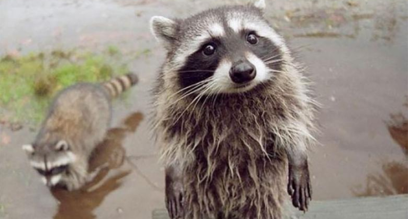 9 funny pictures to prove that raccoons - the most fascinating animals in the world