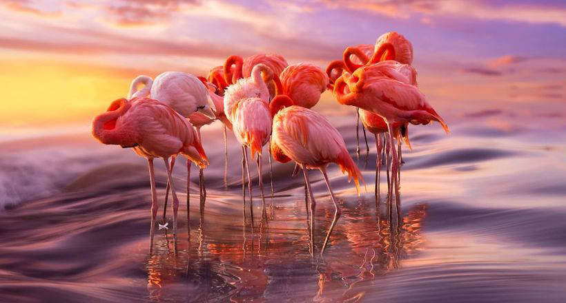 10 photos of magnificent flamingos - birds that came to this world from a fairy tale