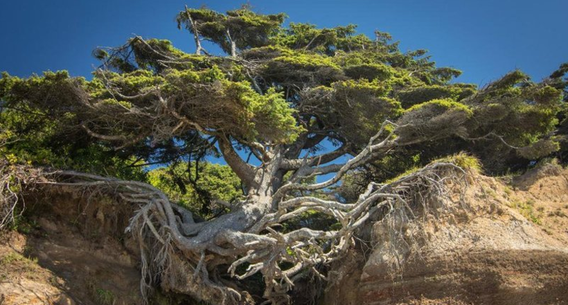 10 удивительных деревьев со всего мира, которые хотят жить вопреки всему