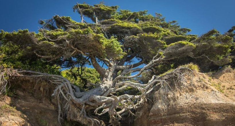 10 amazing trees from around the world who want to live in spite of everything