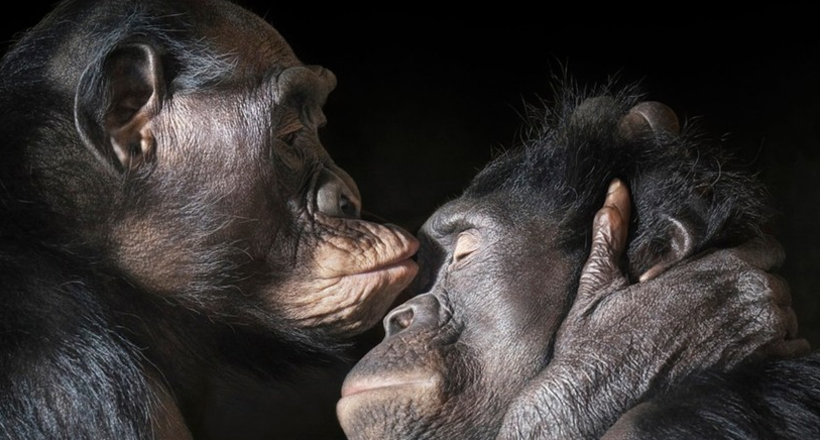 13 шедевральных снимков диких животных от гениального Тима Флэча