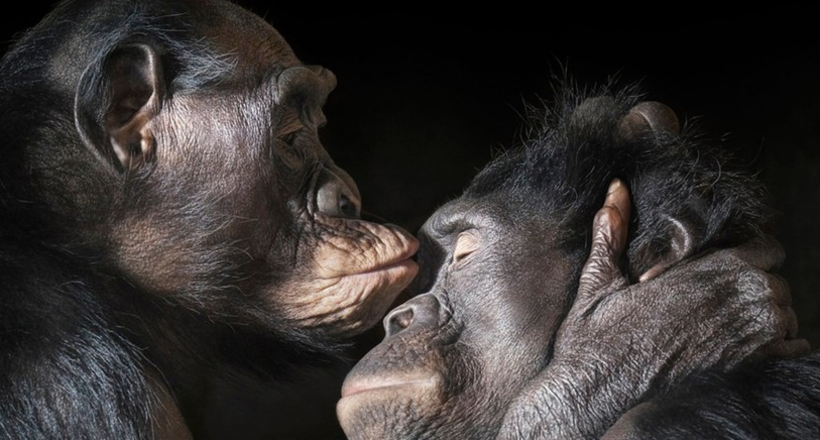 13 masterpieces of wild animals from the genius Tim Flach