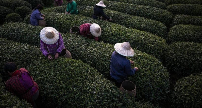 The green seas of Chinese plantations, where they produce a quarter of all tea in the world