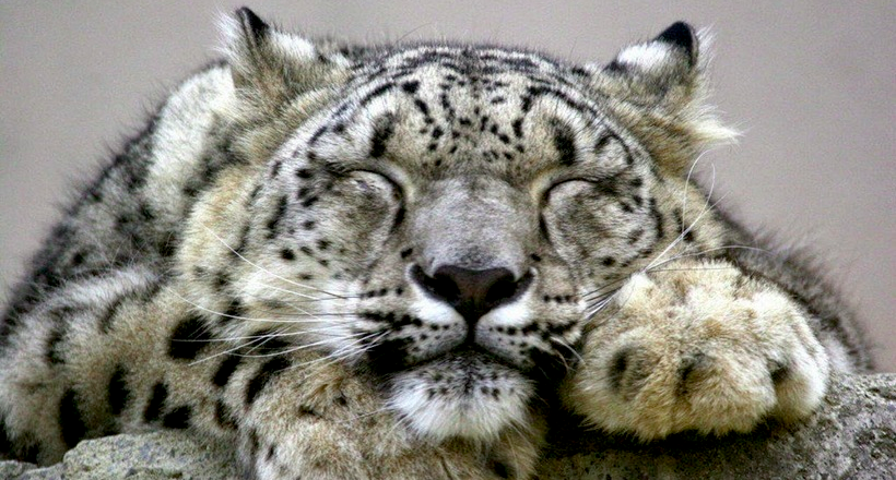 10 charming photos of snow leopards that make them fall in love