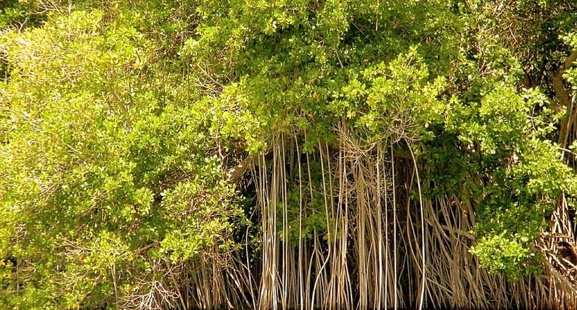 Mangroves: unique ecosystems in danger