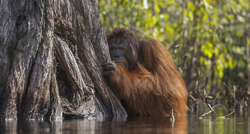 Nat Geo presented the works of the winners of the contest of nature photographers of 2017