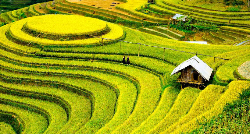 Why rice fields are flooded with water, when rice grows well and on ordinary soil