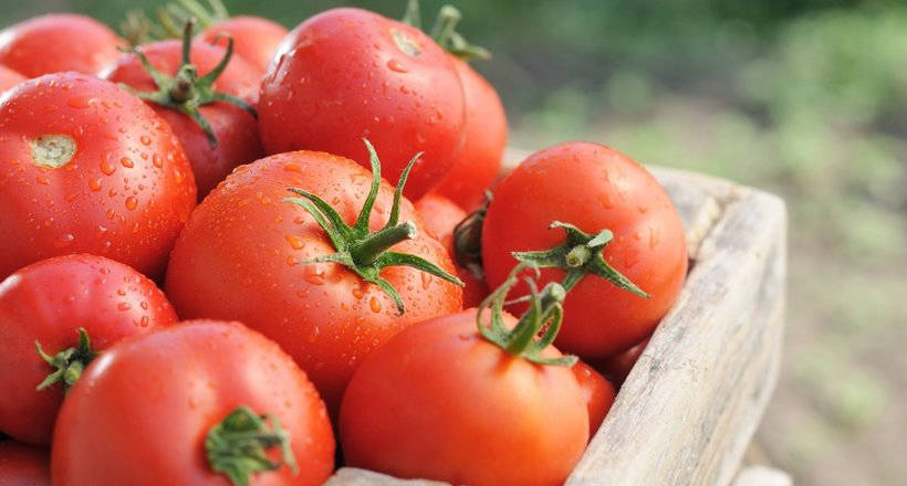 Tomato: thorny path from a poisonous plant to a pet of millions