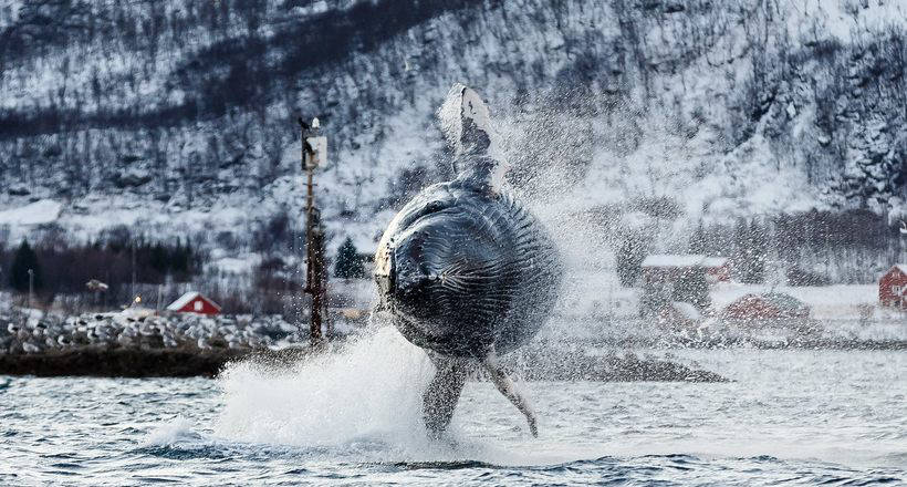 Приголомшливі фото, що показують, як їдять і грають кити і косатки біля берегів Норвегії