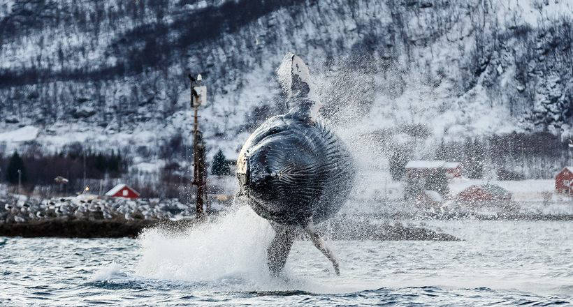 Stunning photos showing how to eat and play whales and killer whales off the coast of Norway