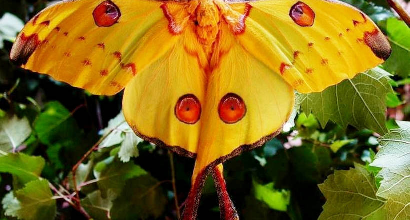 Rare giants: what do the 10 largest butterflies in the world look like