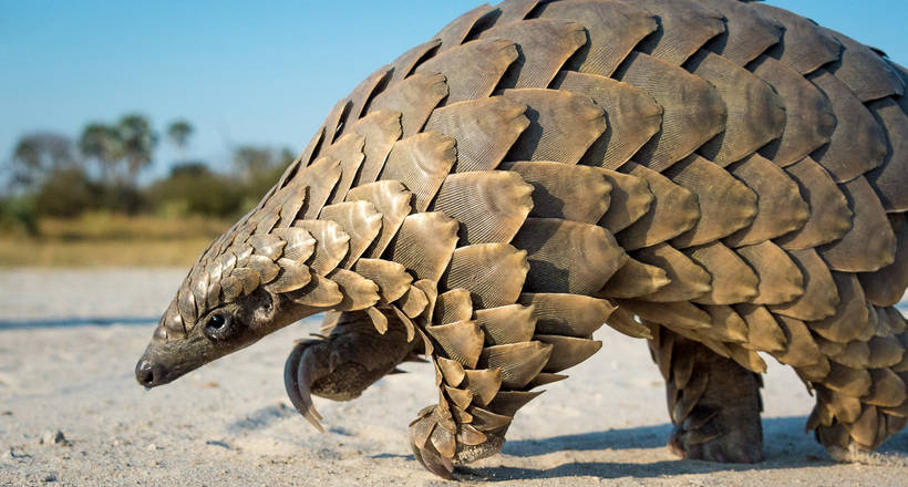 Pangolin: an incredibly cute beast in the form of an armored pangolin