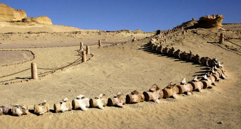 Valley of whales in Egypt: once in the Sahara lapped a warm sea
