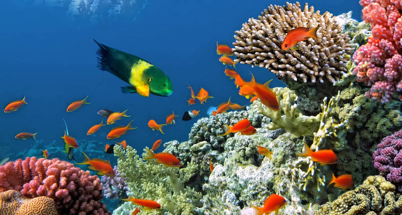 Корали - це тварини або рослини?