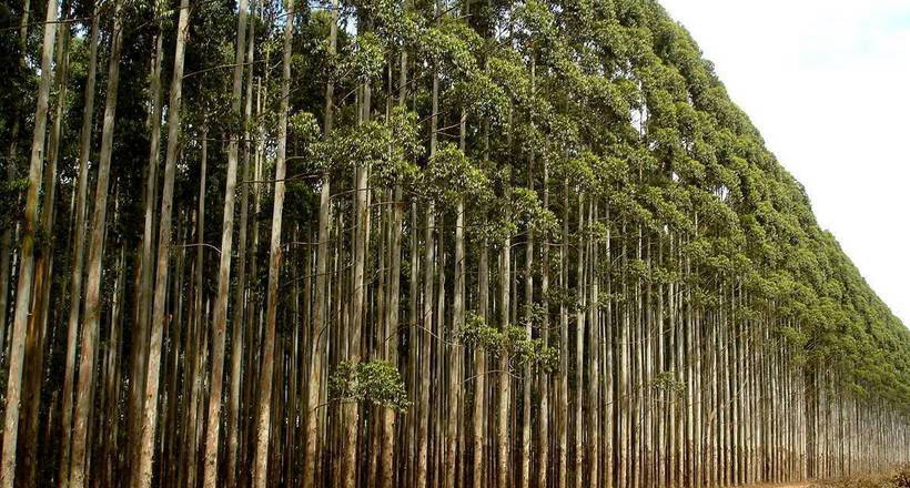 Transgenic eucalyptus: why genetics have created this fast-growing monster