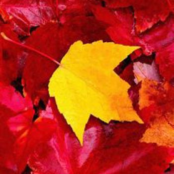 AUTUMN: 15 SPECIAL APPLICATIONS