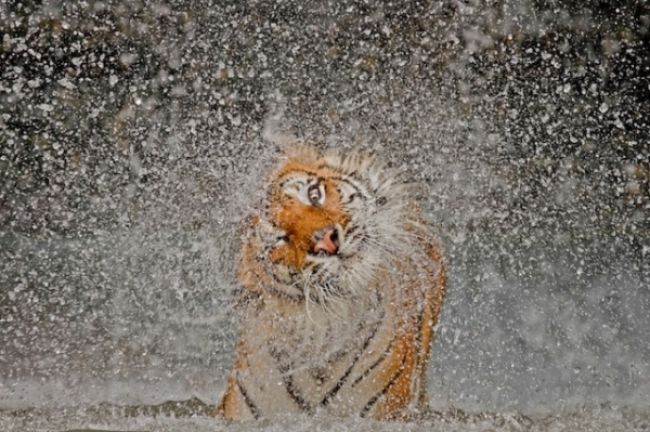 Переможці конкурсу «National Geographic Photo Contest 2012»