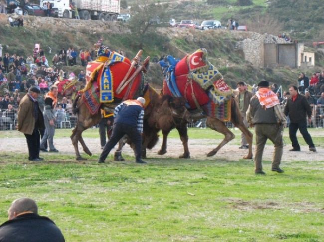 Camel fights in Turkey