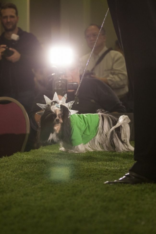 Fashionable pets of the show New York Pet Fashion Show