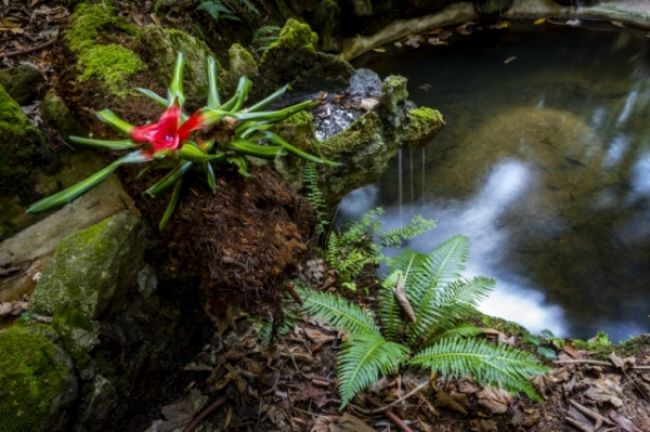 The winners of the photo contest International Garden Photographer of the Year: part three