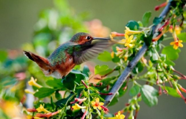 Пряма трансляція з гнізда Колібрі (Hummingbird)