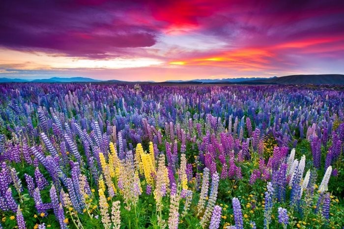 Flowering lupines at Lake Tekapo