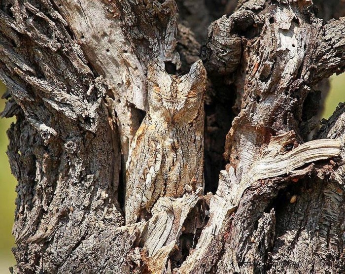 Camouflage animals: find me)