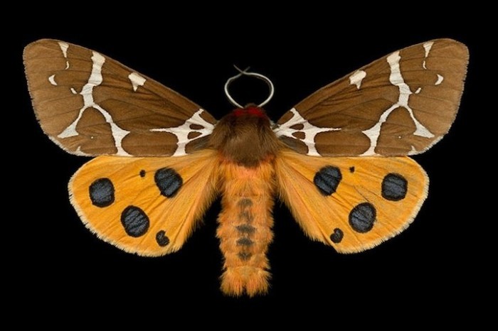 Exotic butterflies in photos of Jim des Rivieres
