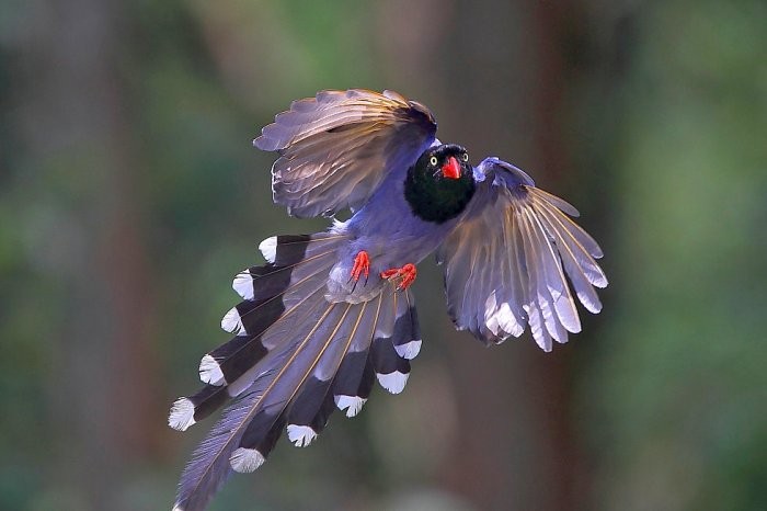 Tolstoklyuvaya azure magpie - a symbol of Taiwan
