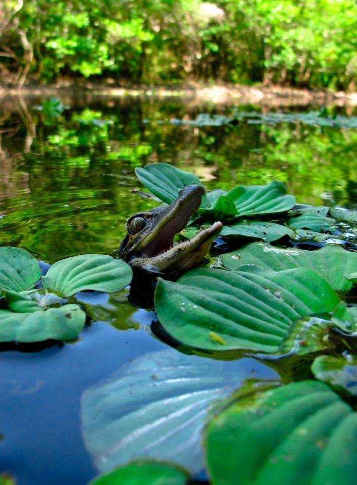 Фотоконкурс «Focus on Nature»