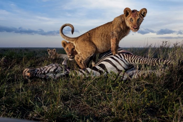 Lions of Serengeti