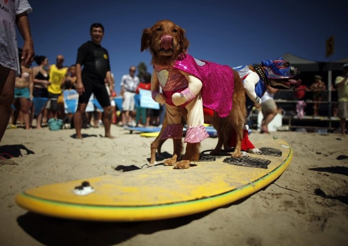У Каліфорнії пройшов чемпіонат з серфінгу серед собак «Surf City Surf Dog competition 2013»