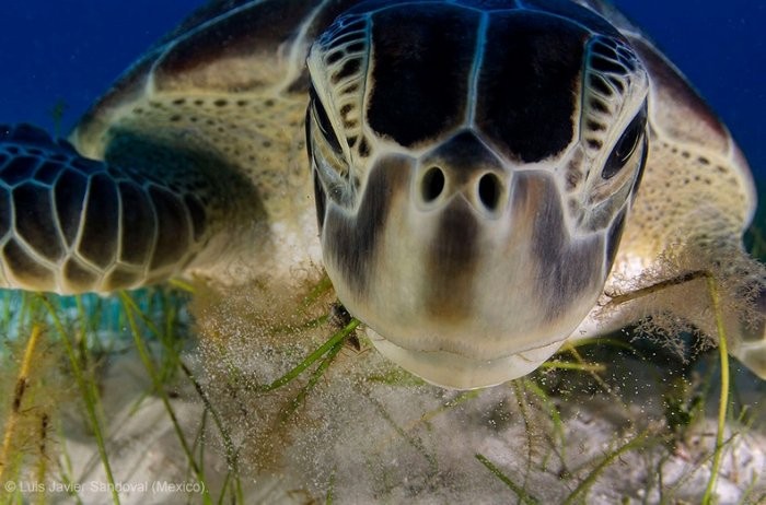 Финал конкурса «Wildlife Photographer of the Year 2013»