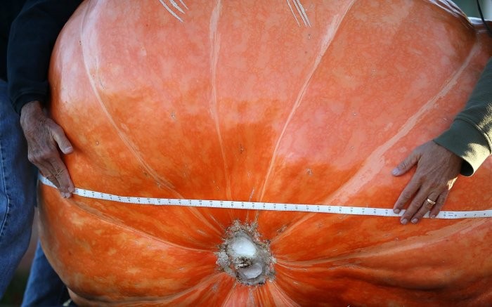 Jubilee World Pumpkin Weighing Championship