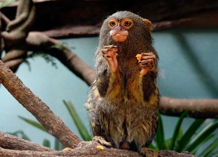 The smallest monkey in the world - dwarf gambling