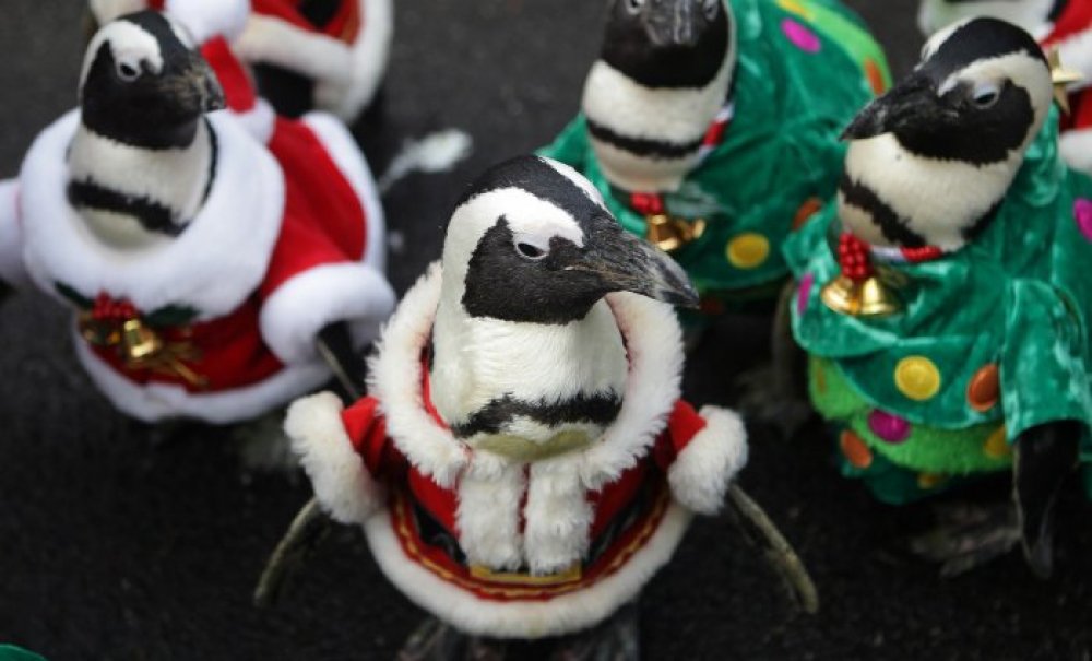 Рождественские пингвины в Южной Корее